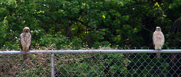 [Two hawks sitting approxiately six feet from each other on the top rail of a metal chain-link fence. The juvenile on the left has a brown and white speckled chest, while the mature bird on the right has a white chest with a hint of rust color on the feathers. Juvenile is looking at the ground while the adult seems to be watching me.]